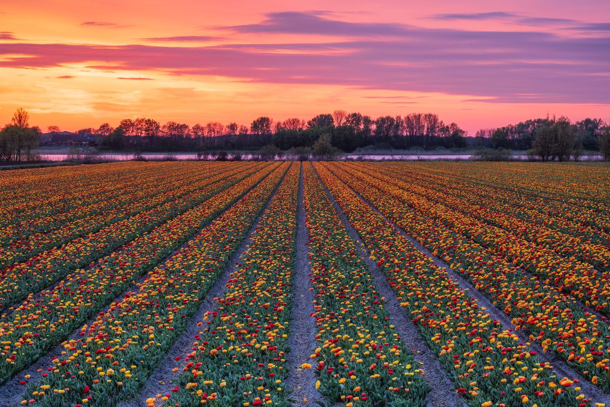 MAB-20220421-HOLLAND-TULIP-FIELD-SUNSET-20683.jpg