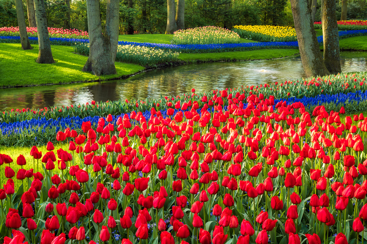 MAB-20220422-HOLLAND-LISSE-KEUKENHOF-TULIPS-GARDEN-20721.jpg