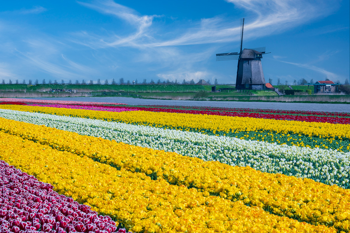 MAB-20220423-HOLLAND-TULIPS-WINDMILL-21275.jpg