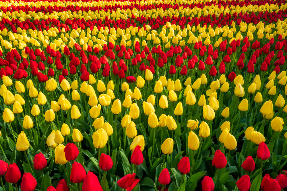 MAB-20220422-HOLLAND-LISSE-KEUKENHOF-TULIPS-GARDEN-20820.jpg