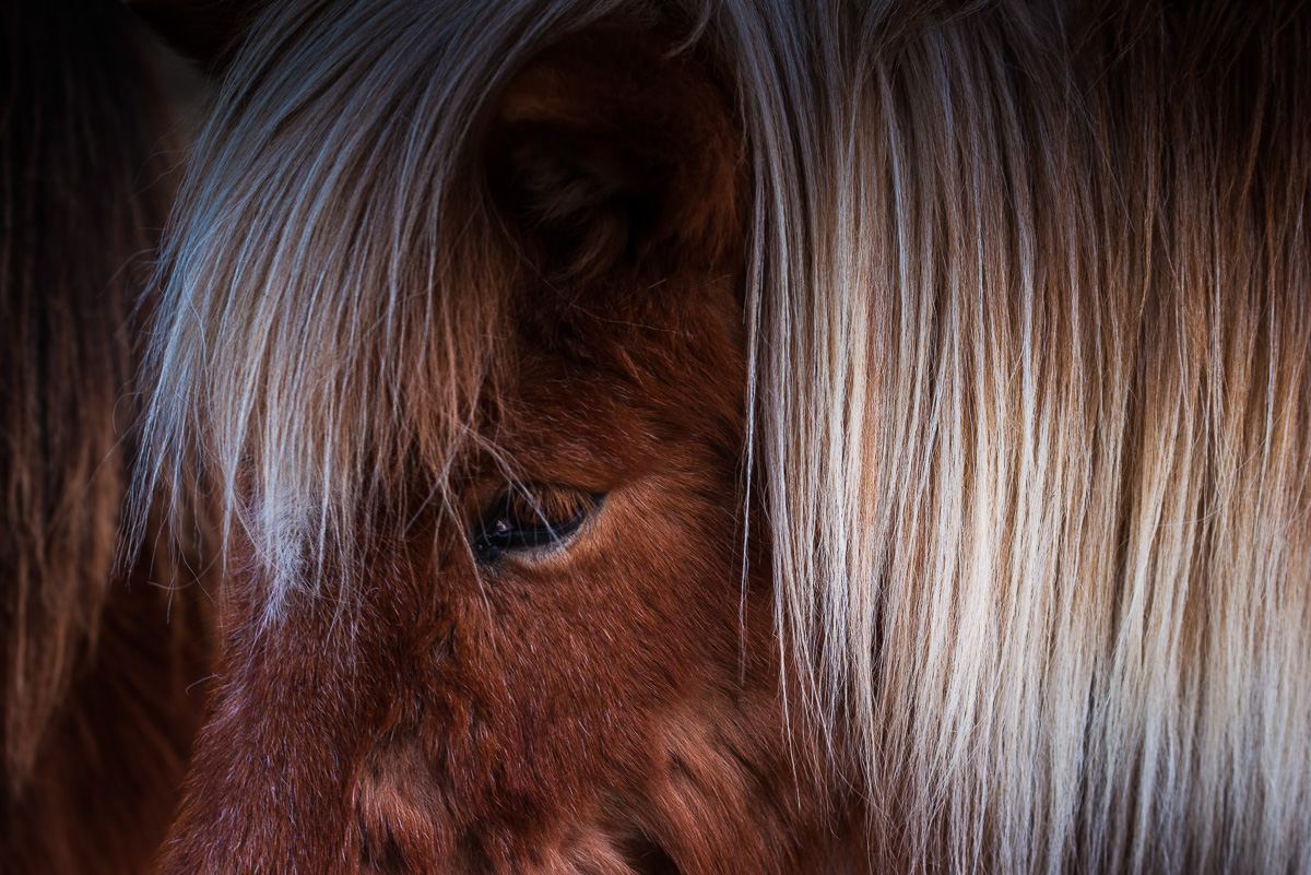 MAB-20150227-ICELAND-STOKKSNES-HORSE-8105154.jpg