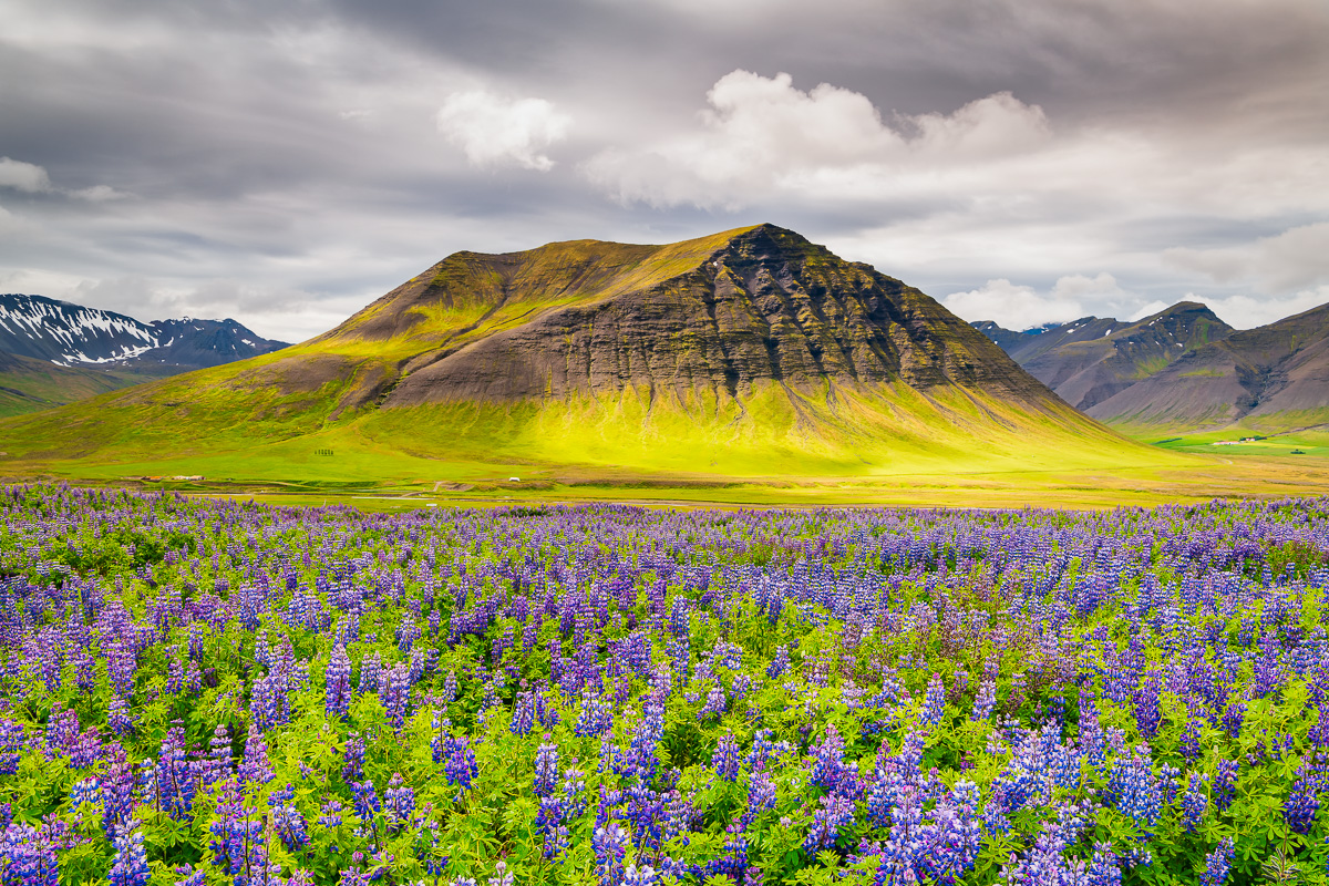 MAB-20180714-ICELAND-WESTFJORDS-LUPINES-8983.jpg