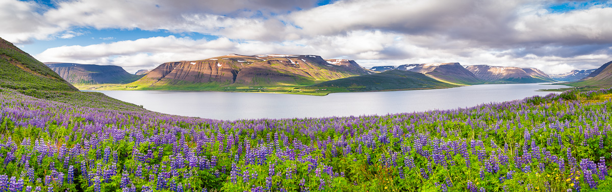 MAB-20180714-ICELAND-WESTFJORDS-LUPINES-9373.jpg