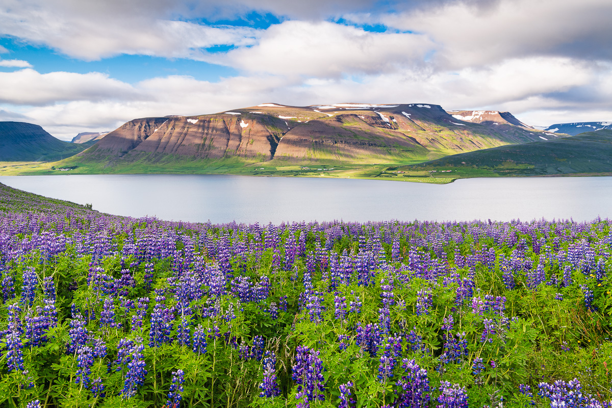 MAB-20180714-ICELAND-WESTFJORDS-LUPINES-9384.jpg