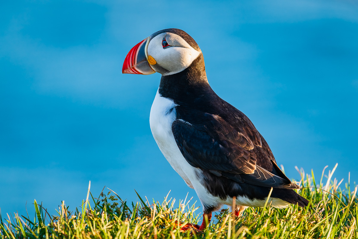 MAB-20180716-ICELAND-WESTFJORDS-PUFFIN-BIRD-0261.jpg