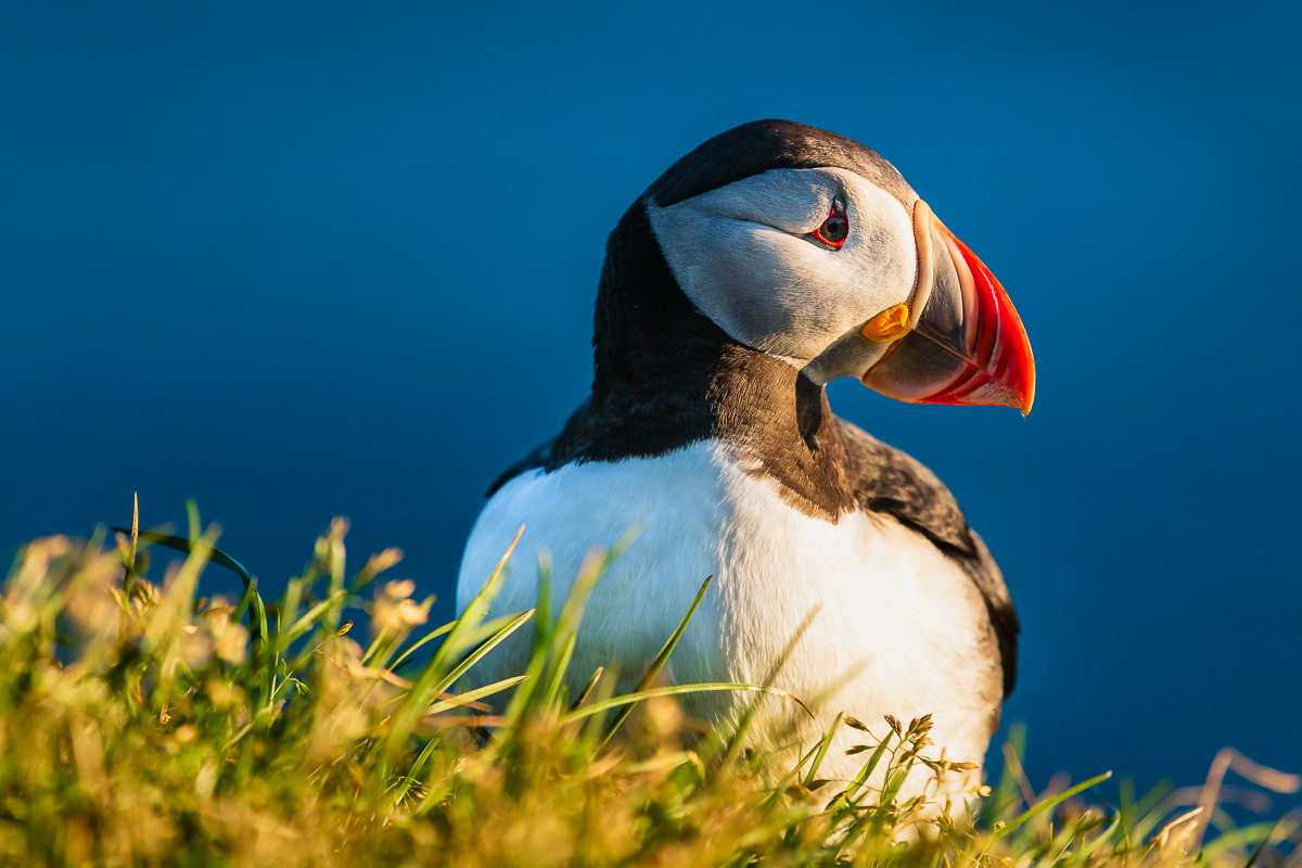 MAB-20180716-ICELAND-WESTFJORDS-PUFFIN-BIRD-0264.jpg