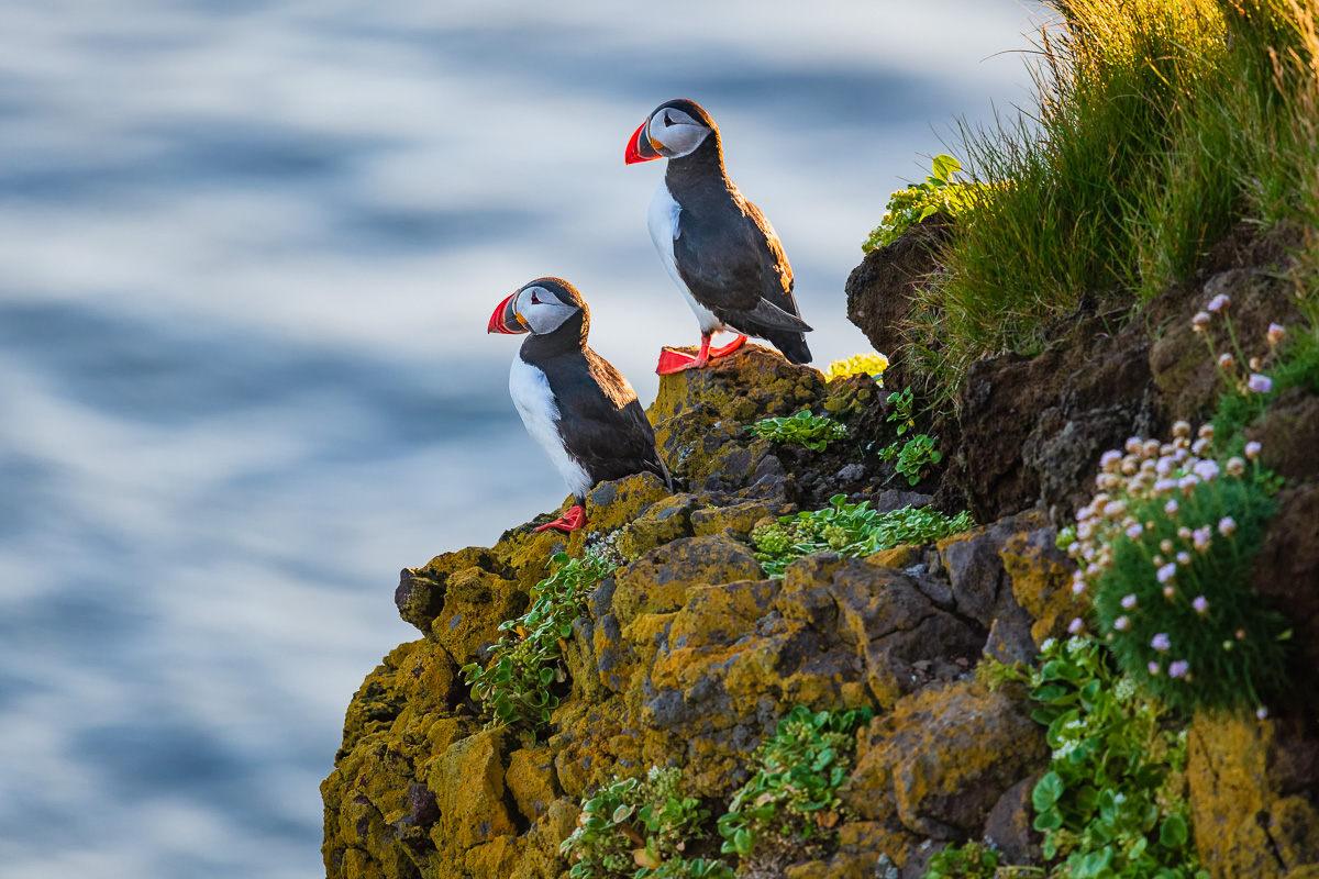 MAB-20180716-ICELAND-WESTFJORDS-PUFFIN-BIRD-0291.jpg