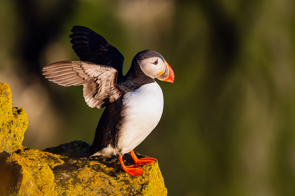 MAB-20180716-ICELAND-WESTFJORDS-PUFFIN-BIRD-0323.jpg