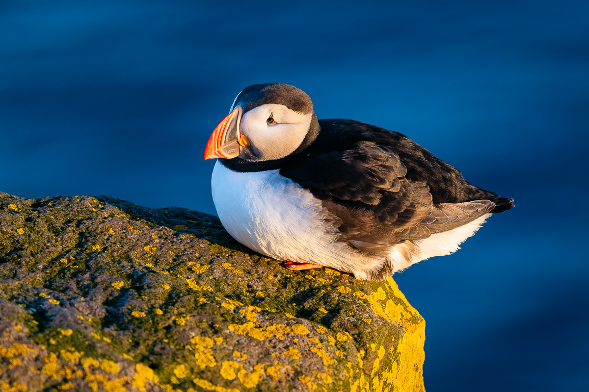 MAB-20180716-ICELAND-WESTFJORDS-PUFFIN-BIRD-0491.jpg