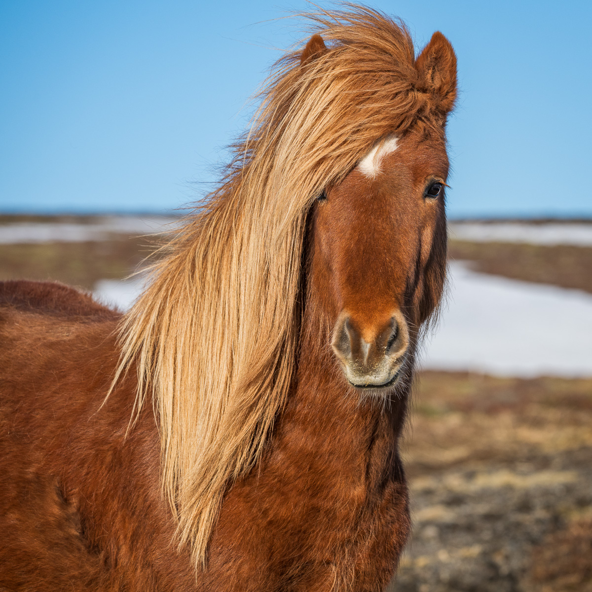 MAB-20240311-ICELAND-HORSES-086461.jpg