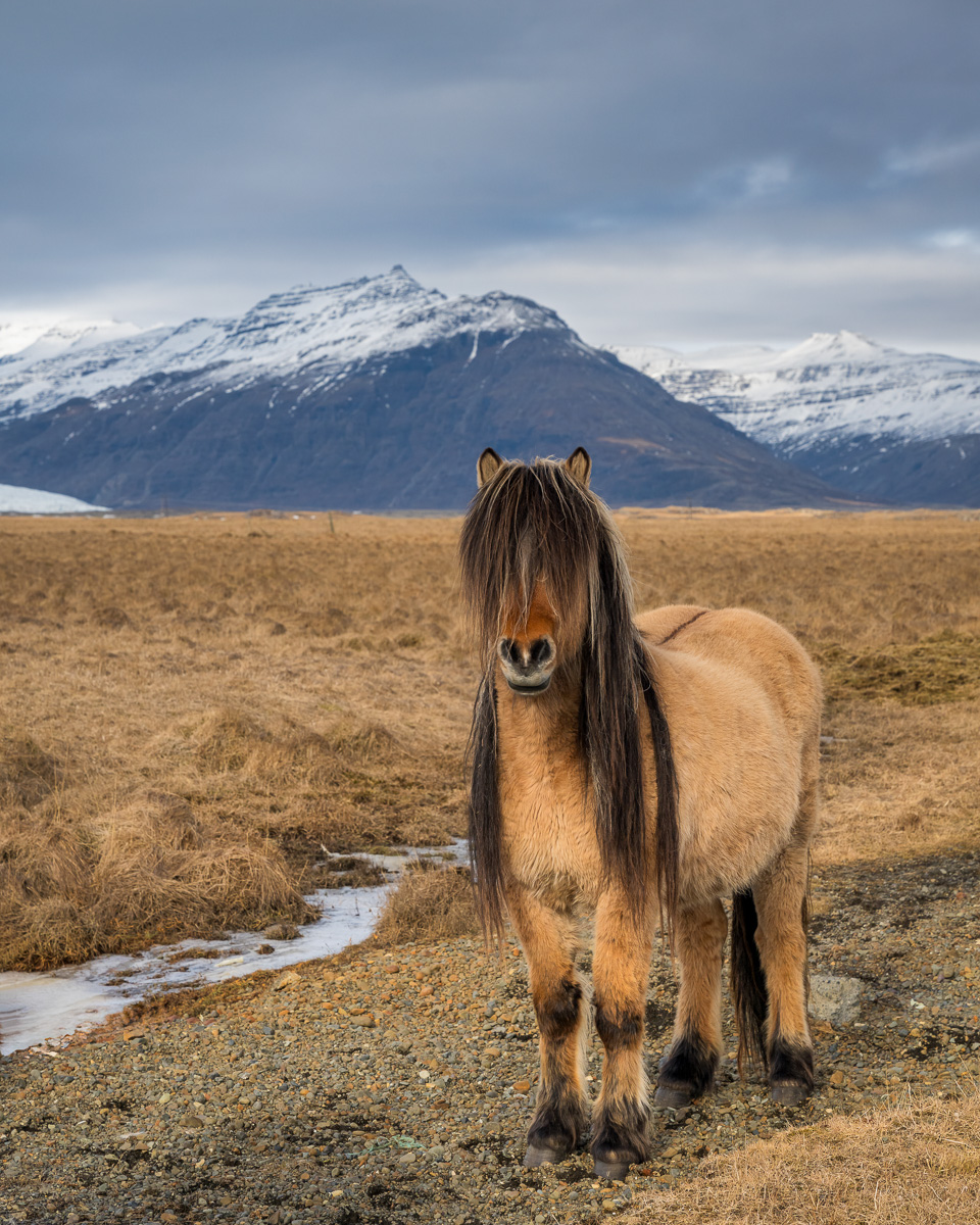 MAB-20240315-ICELAND-HORSES-087417.jpg