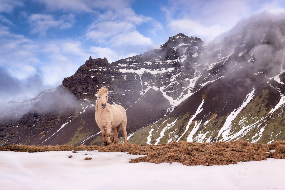 MAB_20130313_ICELAND_HORSE_34444.jpg