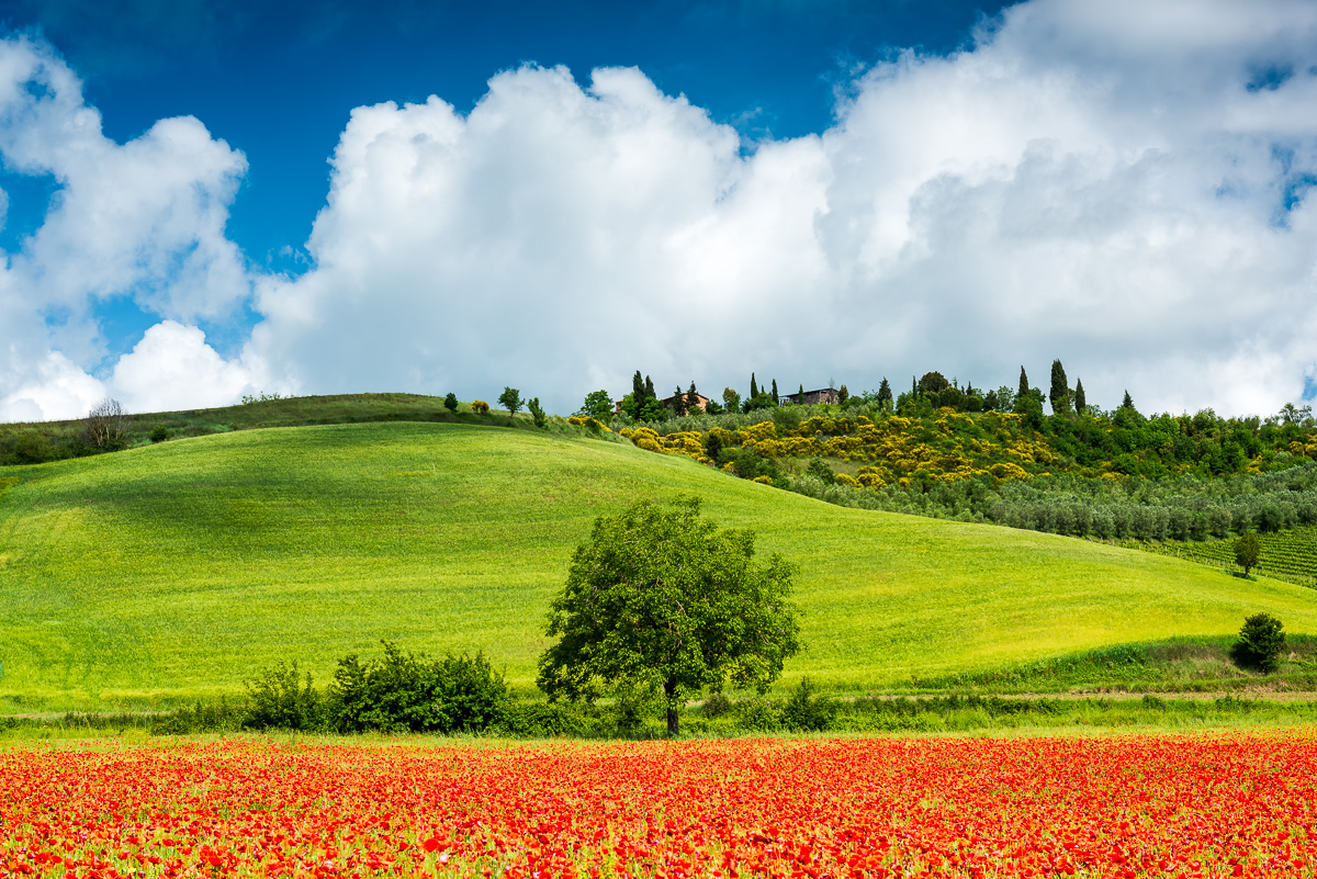 MAB-20160517-ITALY-TUSCANY-RED-POPPY-FIELD-8108826.jpg