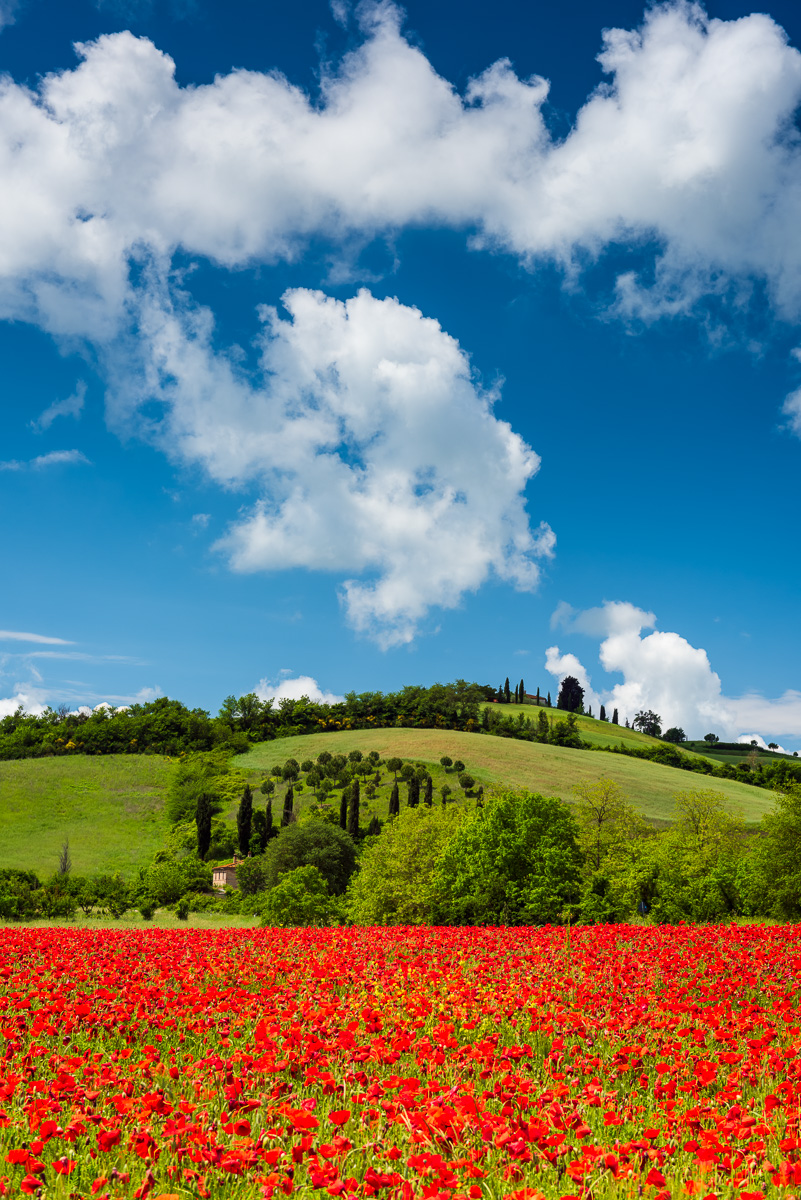 MAB-20160517-ITALY-TUSCANY-RED-POPPY-FIELD-8108987.jpg