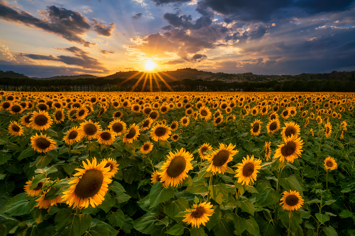 MAB-20220712-ITALY-UMBRIA-SUNFLOWER-FIELD-SUNSET-00146.jpg