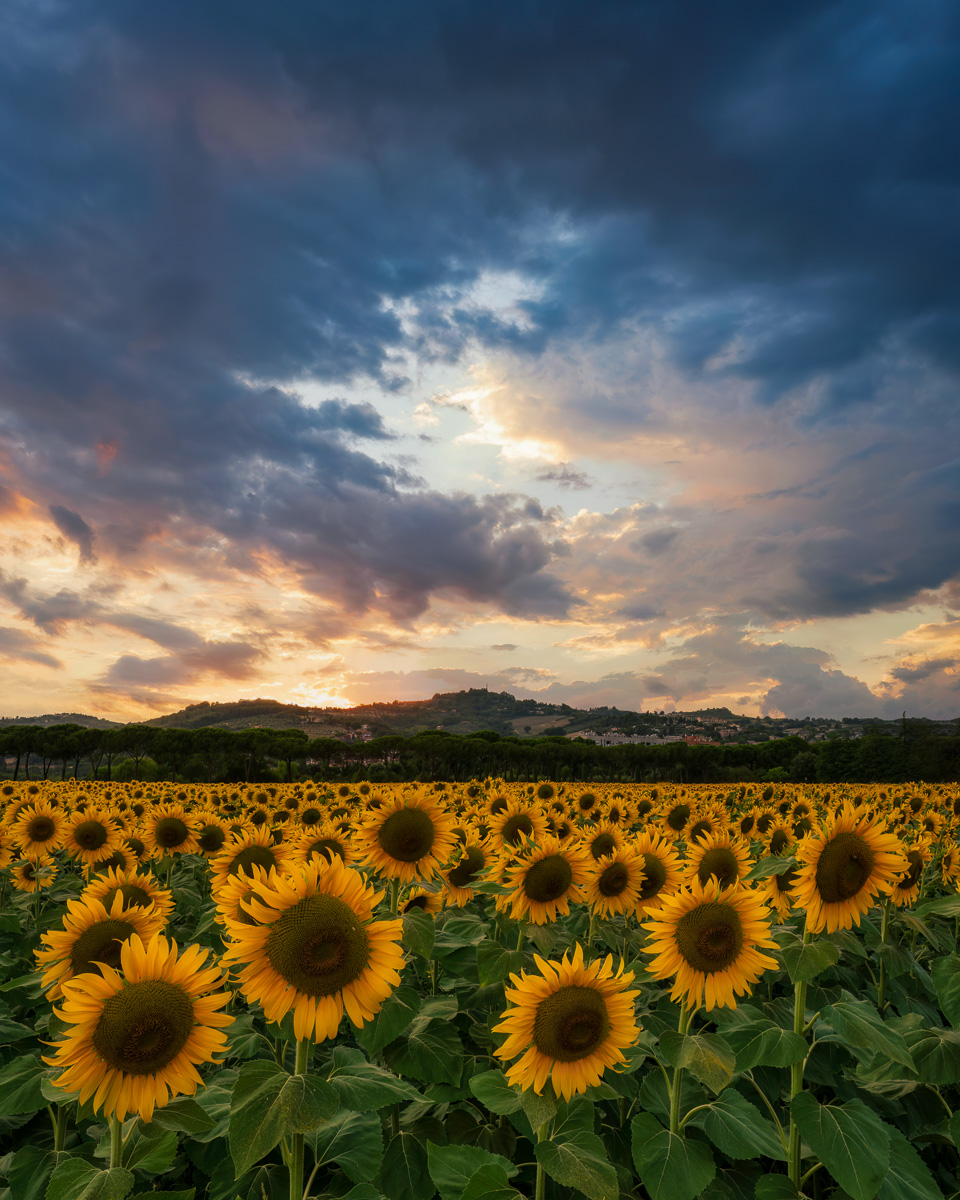 MAB-20220712-ITALY-UMBRIA-SUNFLOWER-FIELD-SUNSET-00262.jpg