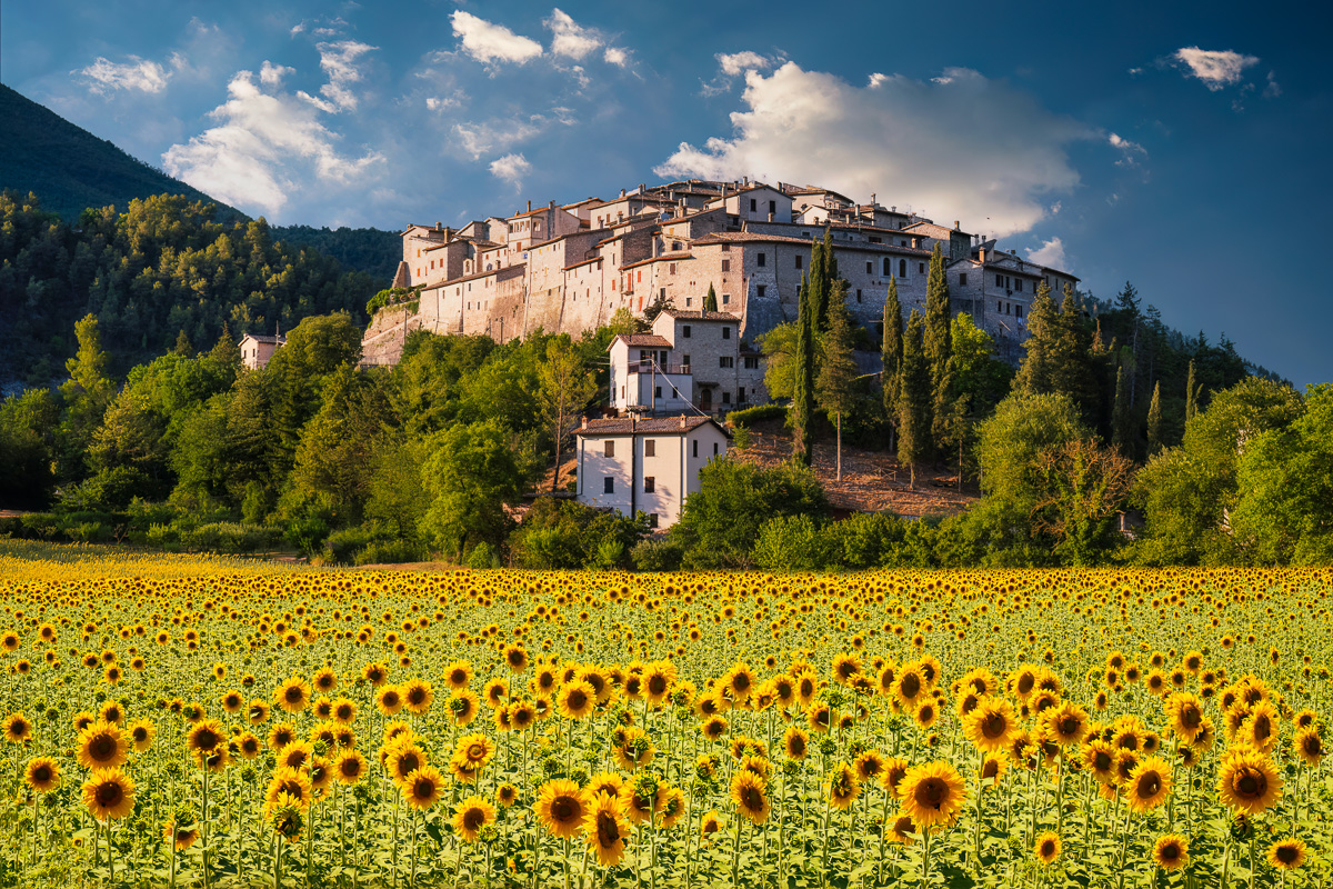 MAB-20220715-ITALY-UMBRIA-CASTEL-SAN-FELICE-SUNFLOWERS-00174.jpg