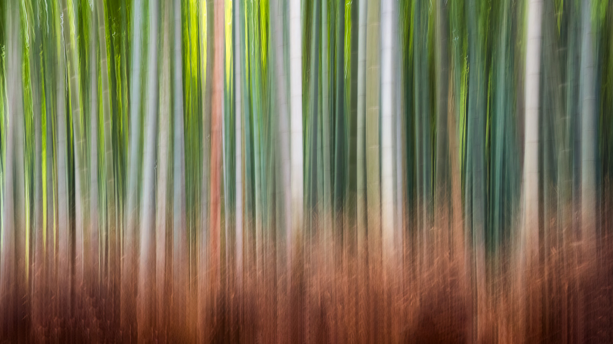 MAB-20221123-JP-ARASHIYAMA-SAGANO-BAMBOO-FOREST-24521.jpg