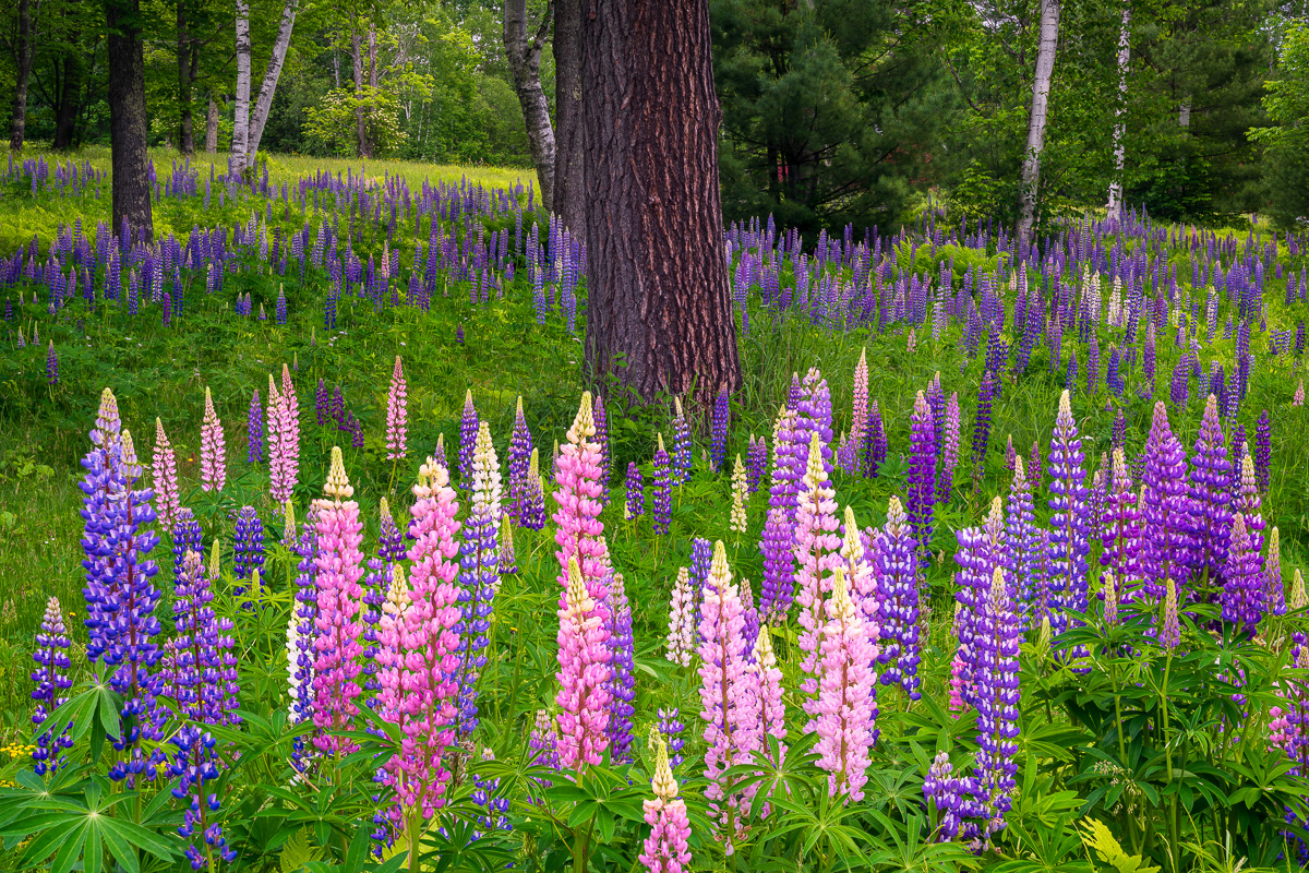 MAB-20190618-NH-PEARL-LAKE-LUPINES-73463.jpg