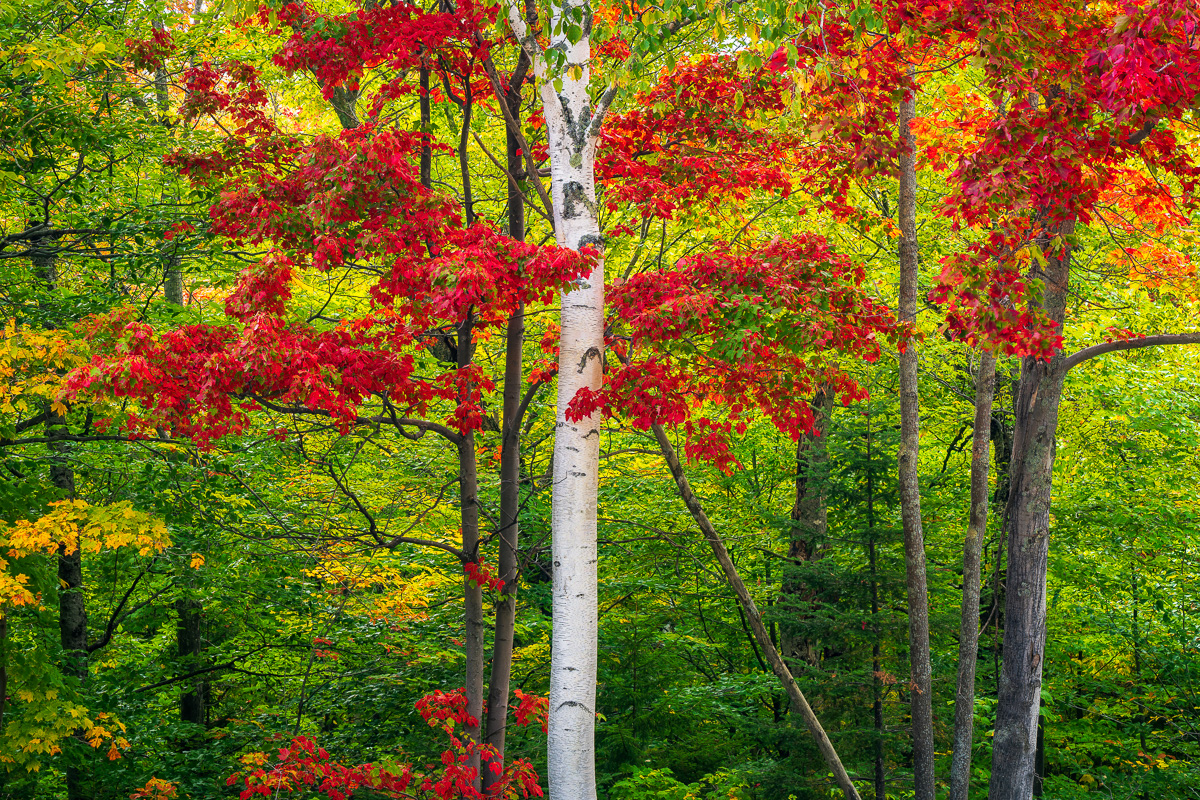 MAB-20210929-NH-BIRCH-TREE-AUTUMN-24077.jpg