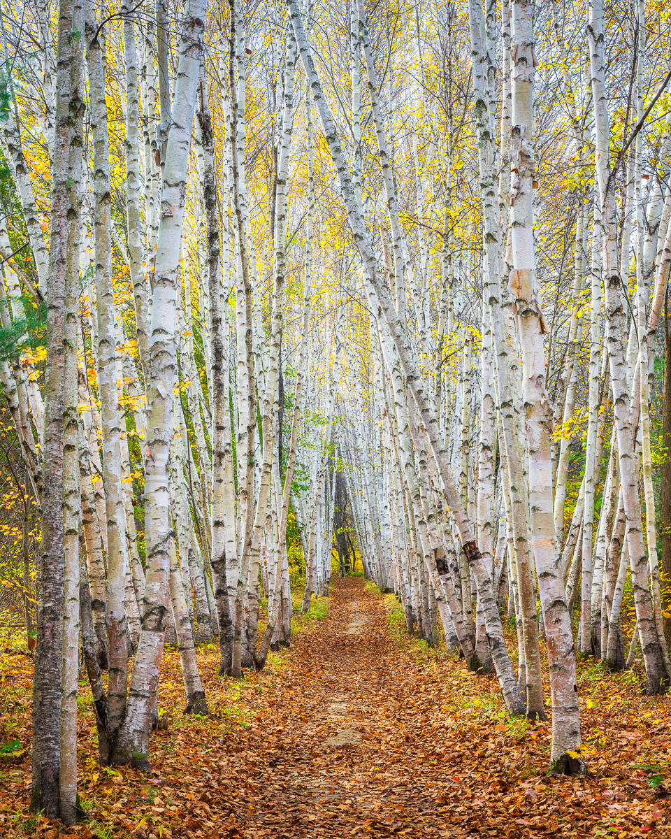 MAB-20211023-NH-BIRCH-TREES-AUTUMN-25268.jpg