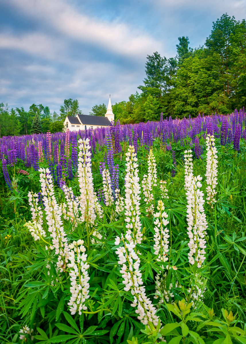 MAB_20130618_NEW_HAMPSHIRE_SUGAR_HILL_LUPINES_8009768.jpg