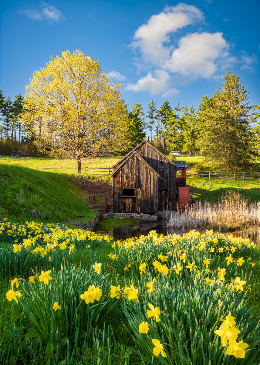 MAB-20230509-VT-GUILDHALL-GRIST-MILL-DAFFODILS-22103.jpg