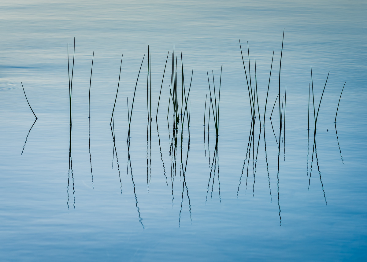 MAB-20170715-ME-ACADIA-JORDAN-POND-GRASS-8109151.jpg