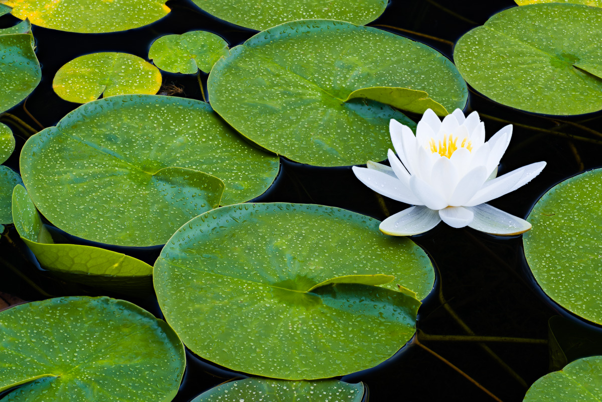 MAB-20170715-ME-ACADIA-WATER-LILLY-8109050.jpg