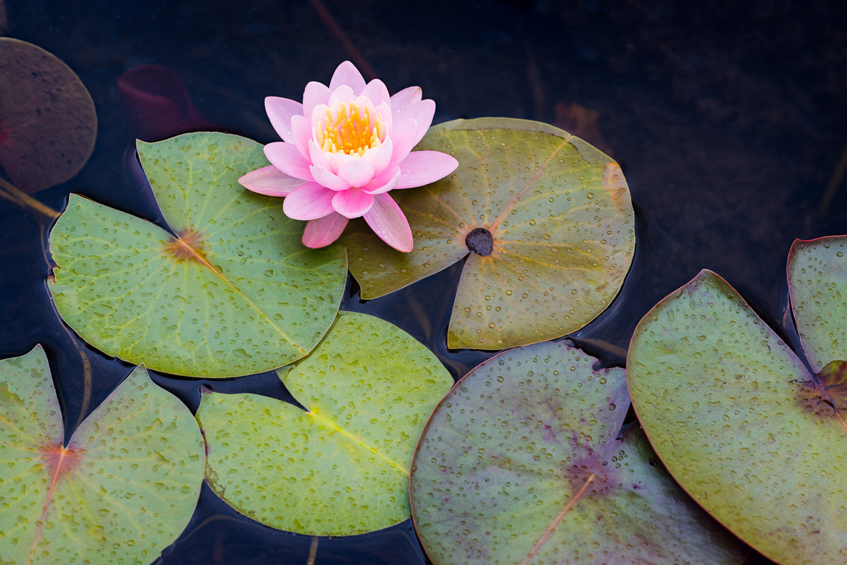 MAB-20170715-ME-ACADIA-WATER-LILLY-8109110.jpg