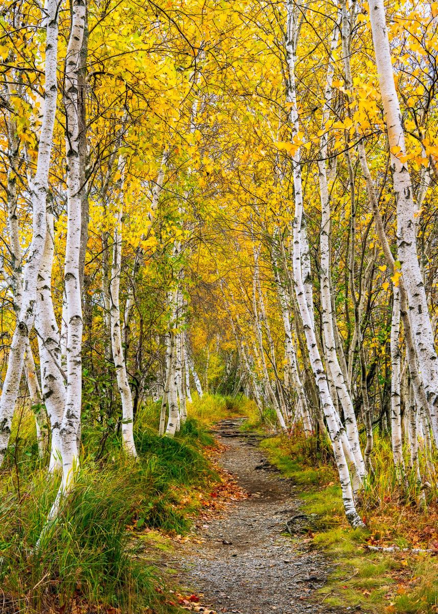 MAB-20181020-ME-ACADIA-BIRCH-TREES-AUTUMN.jpg