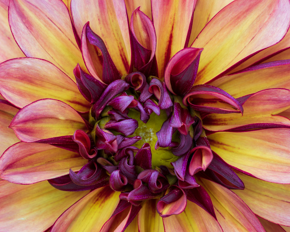 MAB-20240827-MA-FALMOUTH-FARM-DAHLIA-FLOWER-081460.jpg