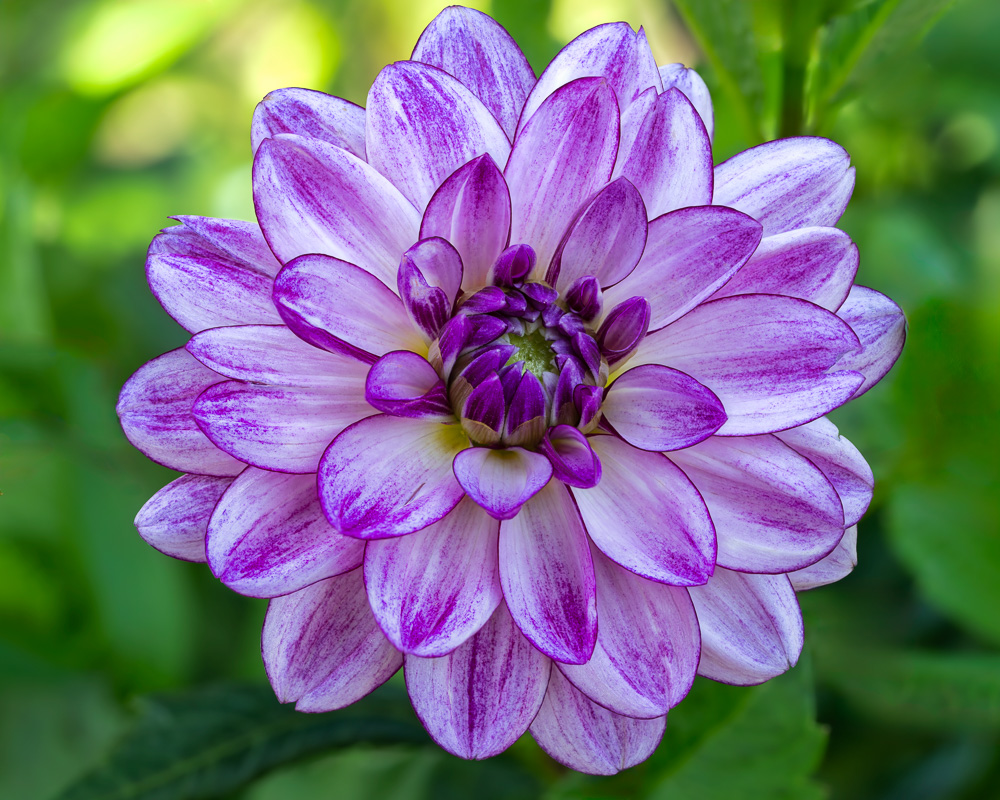 MAB-20240827-MA-FALMOUTH-FARM-DAHLIA-FLOWER-081717.jpg