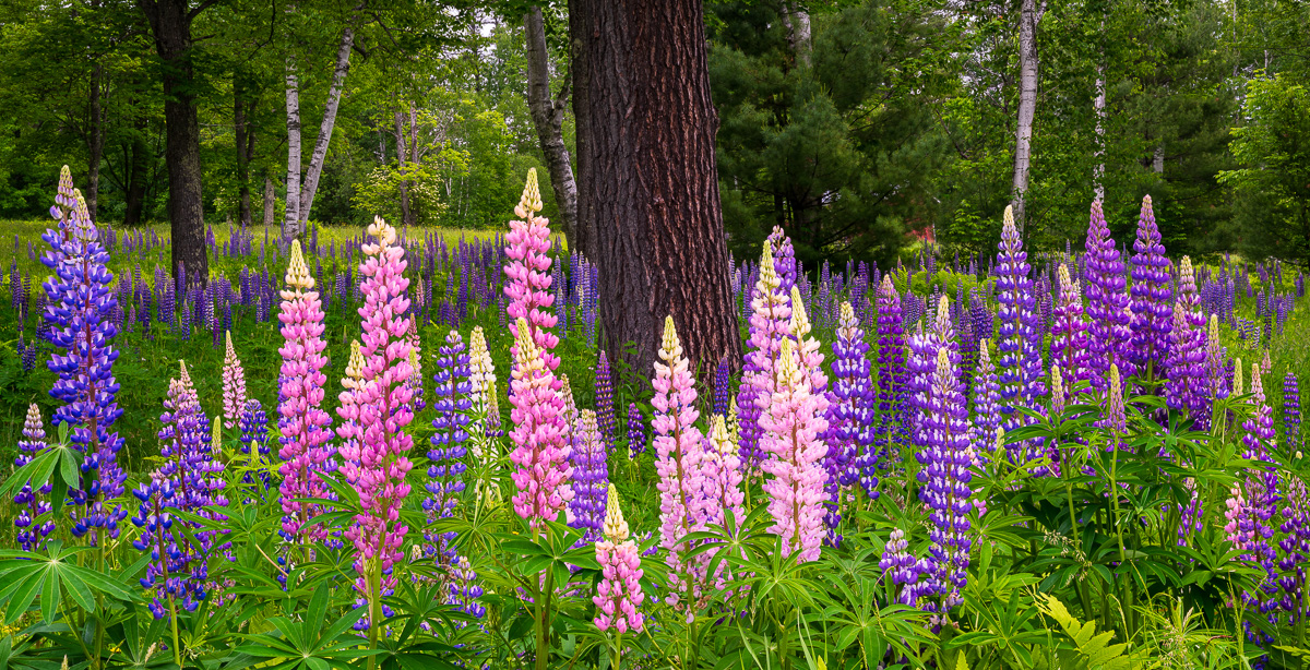 MAB-20190618-NH-PEARL-LAKE-LUPINES-73452.jpg