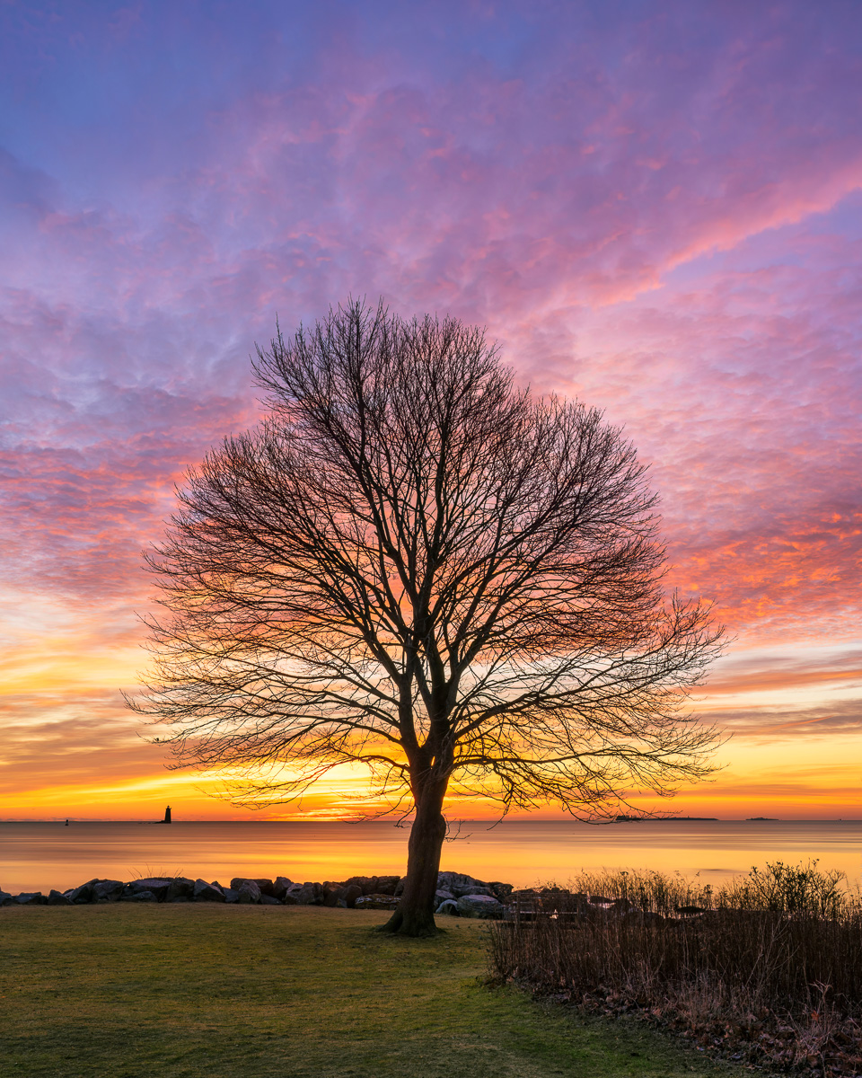 MAB-20230102-NH-NEW-CASTLE-TREE-SUNRISE-27150.jpg