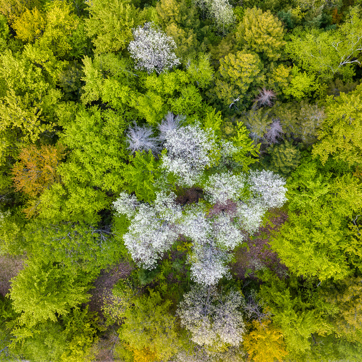 MAB-20230524-VT-DJI-SPRING-FOREST--7-Enhanced-SR.jpg