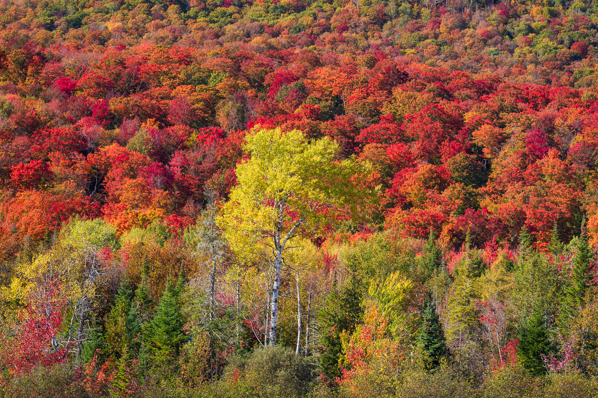 MAB-20231002-VT-NORTHEAST-KINGDOM-AUTUMN-COLOR-082594.jpg