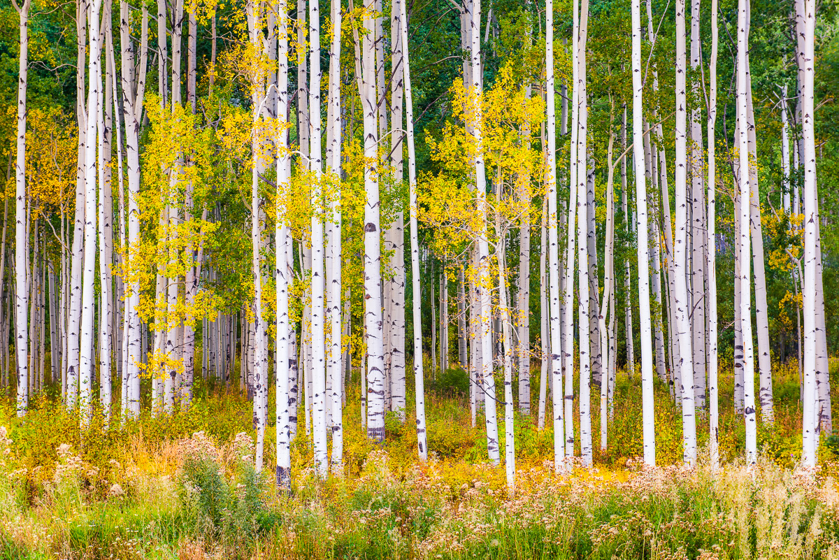 MAB-20150923-CO-ROCKIES-ASPEN-TREES-AUTUMN-8103203.jpg