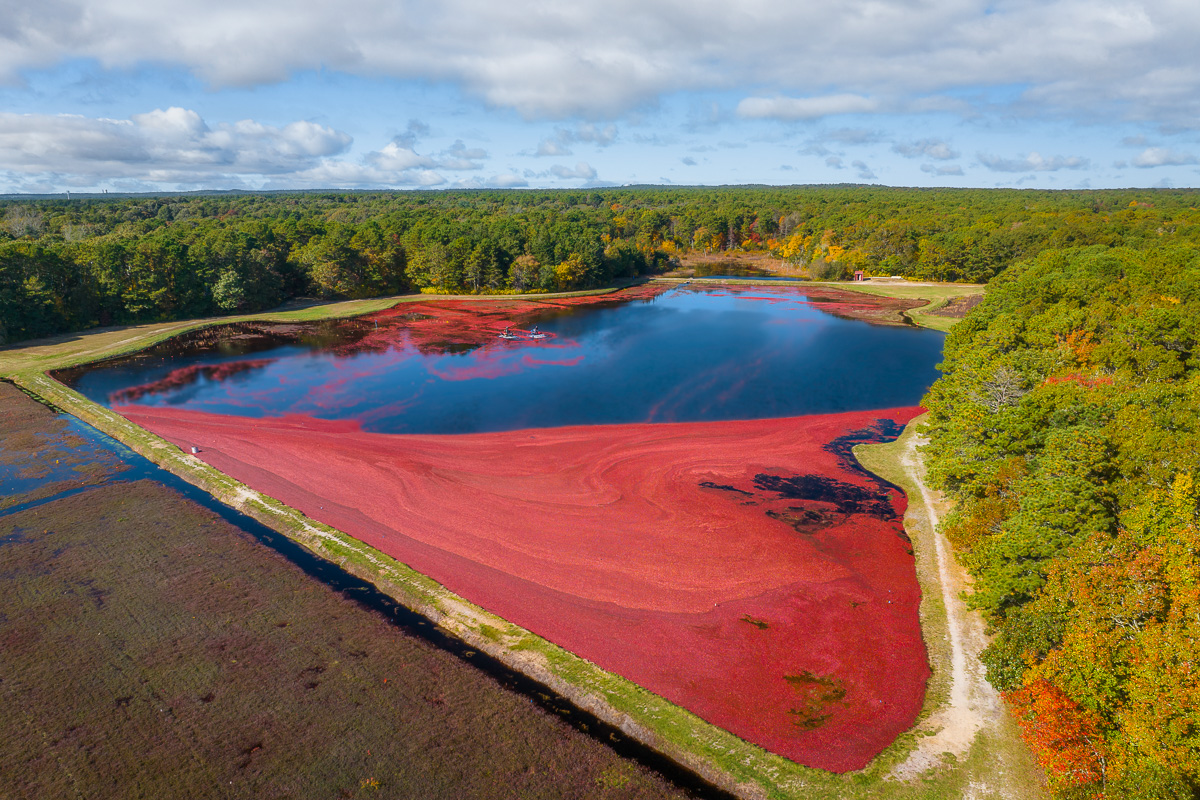 MAB-DJI-20231023-MA-CAPE-COD-CRANBERRY-BOG-HARVEST-0625.jpg