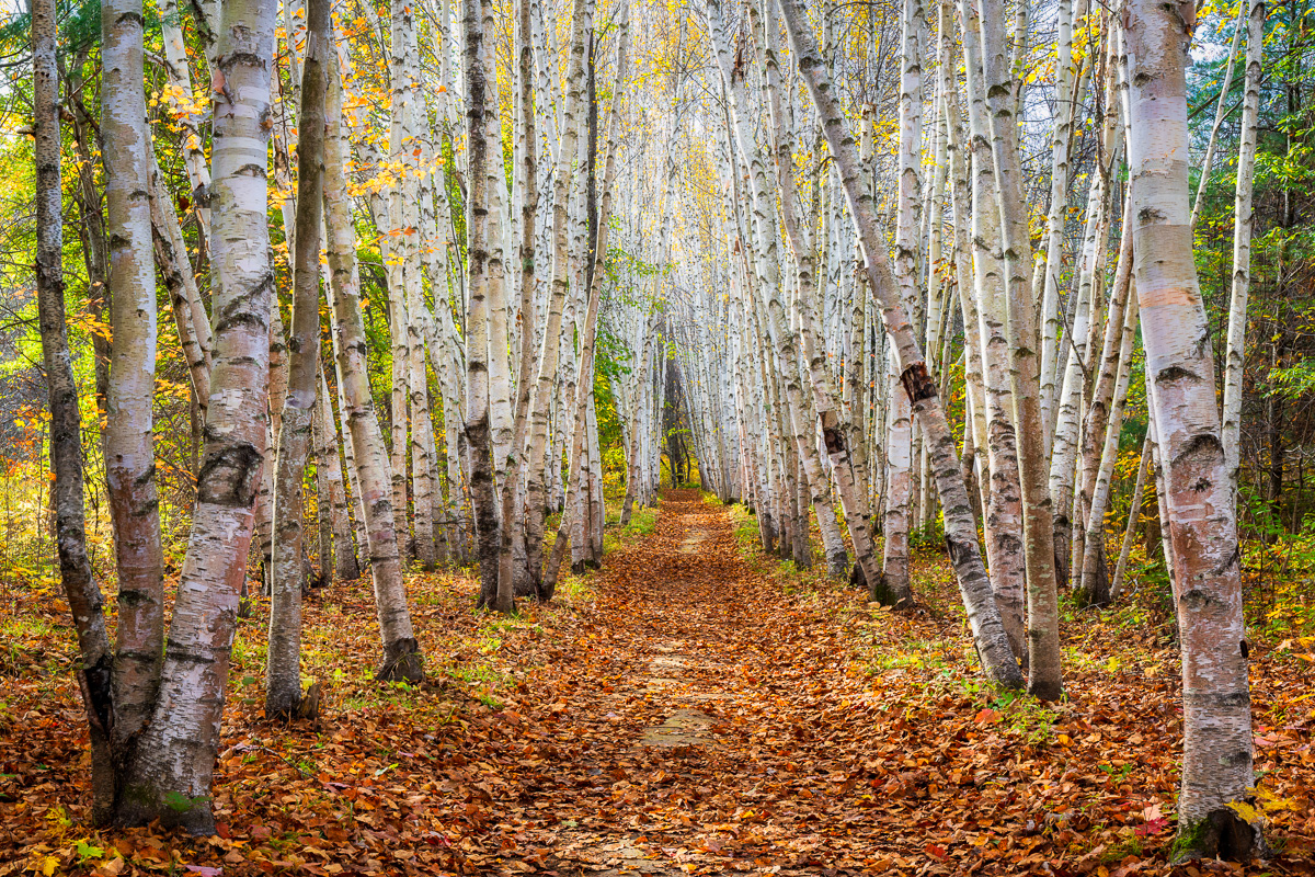 MAB-20211023-NH-BIRCH-TREES-AUTUMN-25276.jpg