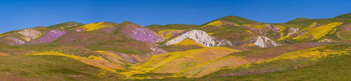 MAB-20190410-CA-CARRIZO-PLAIN-WILDLOWERS-71797.jpg