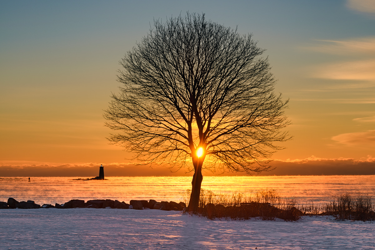 MAB_20140123_NH_GREAT_ISLAND_COMMON_TREE_8006280.jpg