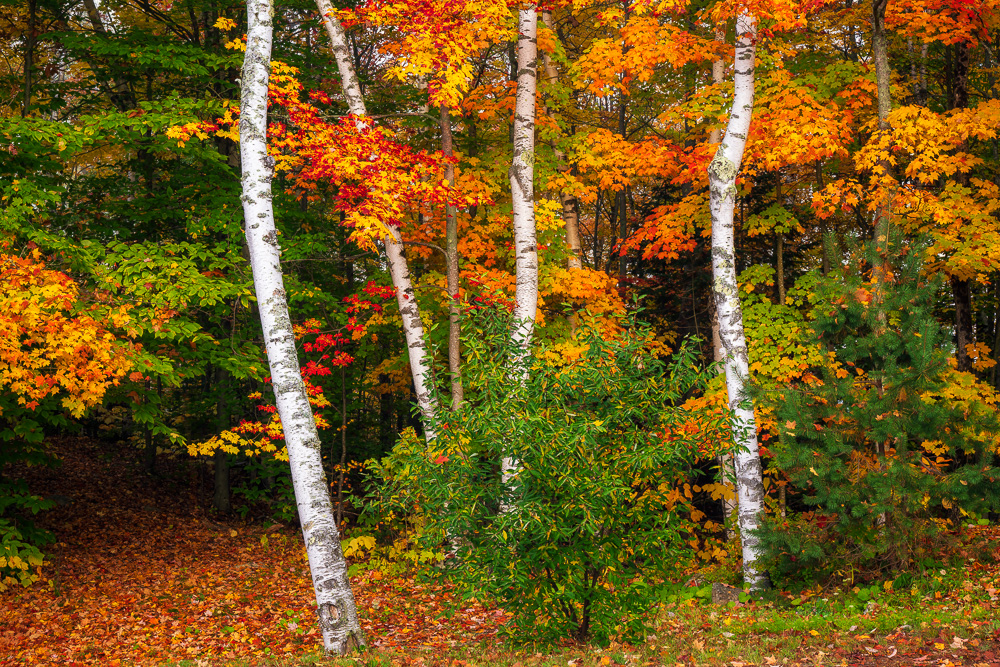 Fall Foliage